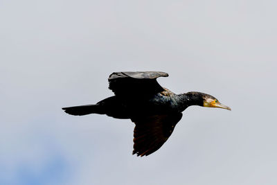 Low angle view of a bird flying