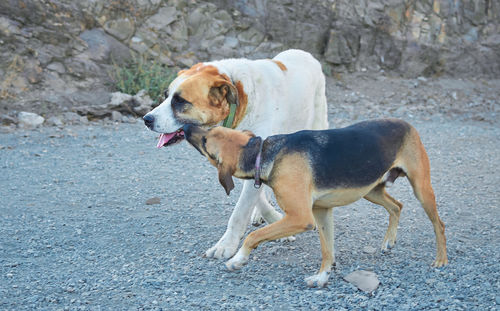 Side view of dog standing on land
