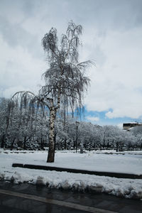 Snow covered plants by trees against sky