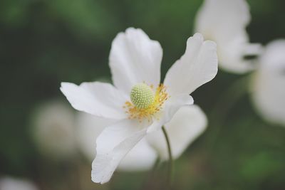 Close-up of white flower blooming outdoors