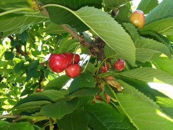 Close-up of red berries growing on tree