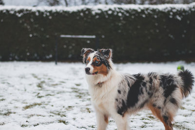 Dogs standing on snow