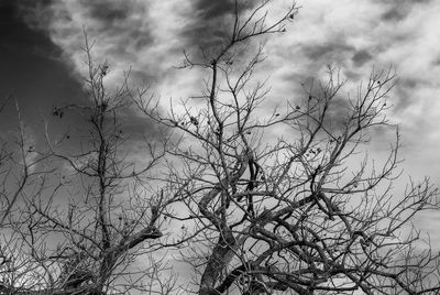 Low angle view of bare tree against sky