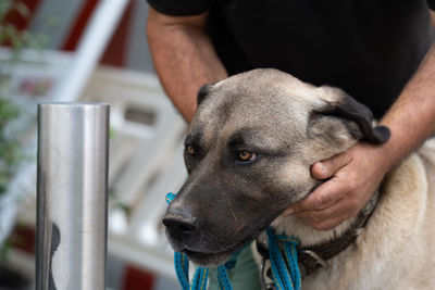 Close-up of dog