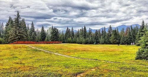 Scenic view of forest against sky