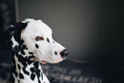 Close-up of dalmatian dog