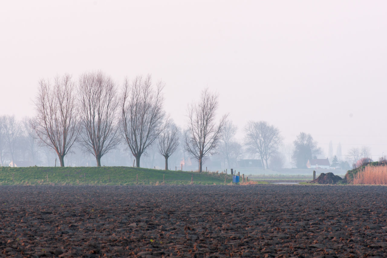 TREES ON FIELD AGAINST CLEAR SKY