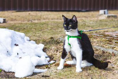 Black cat on field