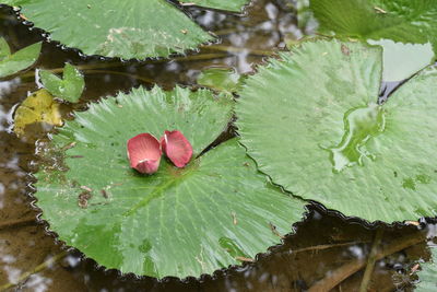 Close-up of lotus water lily