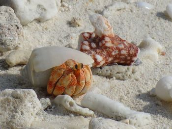 Close-up of shells on beach