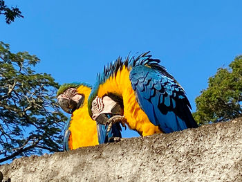 Low angle view of bird against blue sky