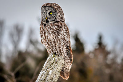 Close-up of owl perching on tree