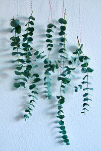 Close-up of  eucalyptus leaves on wall