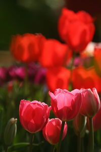 Close-up of pink roses