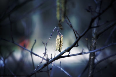 Close-up of snow on branch