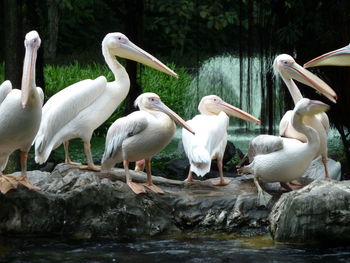 View of birds in water