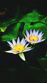 Close-up of white flowers