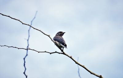 Close-up of bird perching on branch against sky