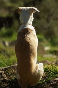 Rear view of dog sitting on grass