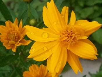 Close-up of yellow flowers