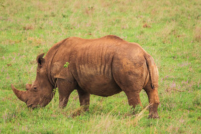 A lone rhino grazing in the panoramic savannah grassland landscapes of nairobi national park, kenya