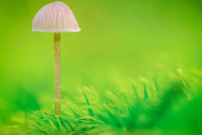 Close-up of mushroom growing on field