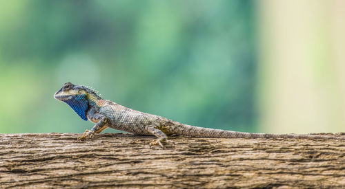 Close-up of lizard on leaf