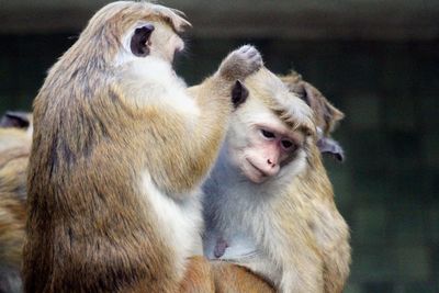 Close-up of a monkey