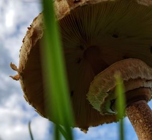 Close-up of mushroom growing outdoors