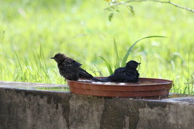 Blackbird perching on a wall