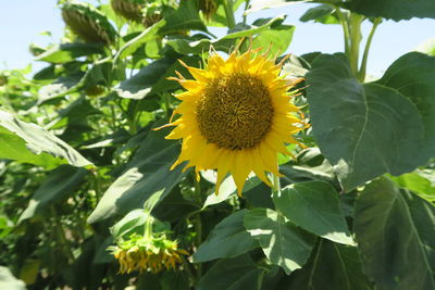 Close-up of sunflower blooming outdoors