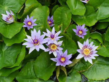 Close-up of purple flowering plants