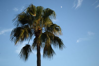 Low angle view of palm tree against sky