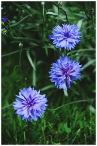 Close-up of purple flowers blooming outdoors