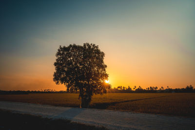 Silhouette tree on field against sky during sunset