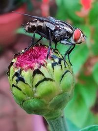 Close-up of insect on flower