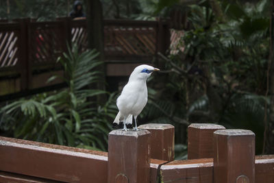 Close-up of seagull perching on wooden post