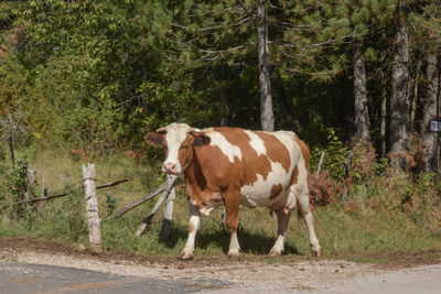 Cow standing in a farm