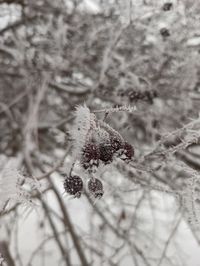 Close-up of frozen plant