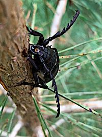 Close-up of insect on plant