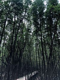 View of bamboo trees in forest