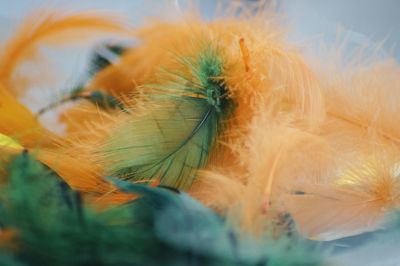 Close-up of feathers