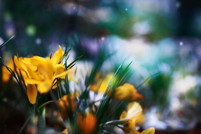 Close-up of yellow flowering plant on field