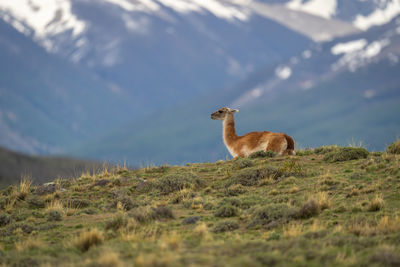 Deer standing on field