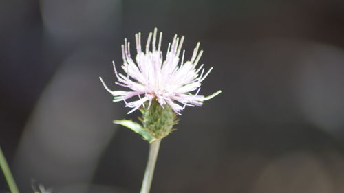 Close-up of flower blooming outdoors