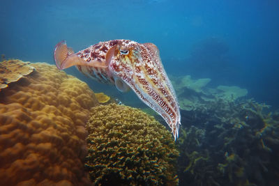 View of fish swimming in sea