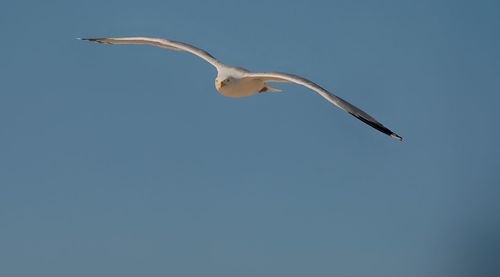 Low angle view of eagle flying against clear sky