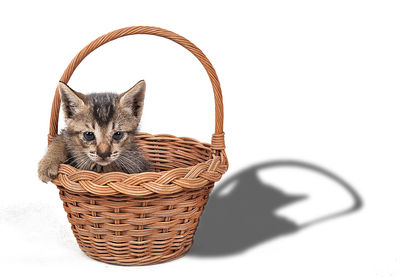 Cat looking away against white background