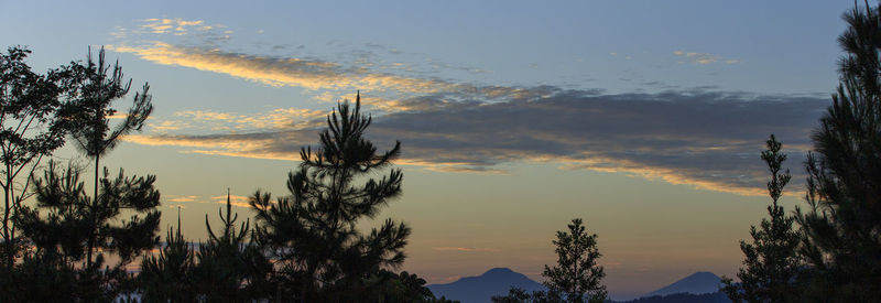 Low angle view of silhouette trees against sky during sunset