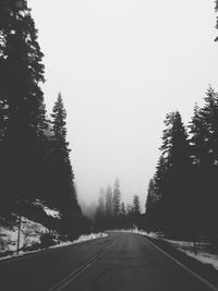 Road passing through trees